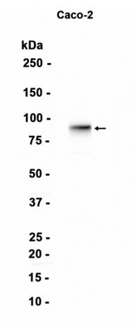 Villin-1  (1Y7) Rabbit Monoclonal Antibody