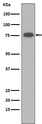 Vitronectin  (1N16) Rabbit Monoclonal Antibody