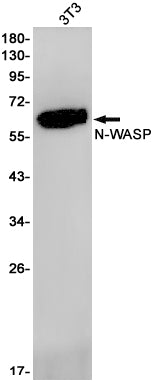 WASL (7C9) Rabbit Monoclonal Antibody