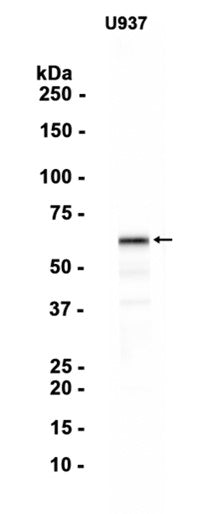 WASP (3Z3) Rabbit Monoclonal Antibody