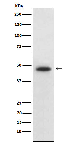 Wnt5b (8N15) Rabbit Monoclonal Antibody