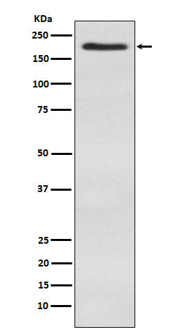 WSTF (1Q9) Rabbit Monoclonal Antibody
