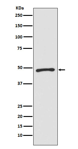 Zic1 (4R9) Rabbit Monoclonal Antibody