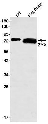 Zyxin (5F13) Rabbit Monoclonal Antibody