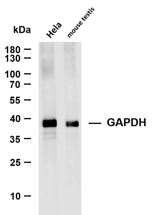 GAPDH (12R9) Rabbit Monoclonal Antibody