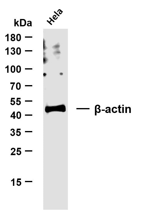 β-actin Rabbit Monoclonal Antibody