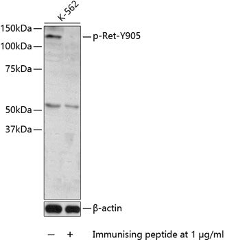 Phospho-Ret-Y905 Rabbit pAb