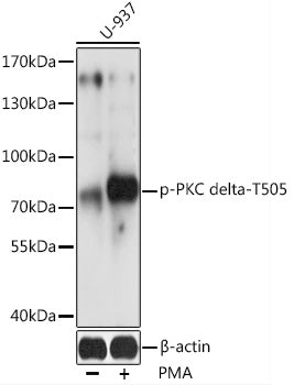 Phospho-PKC delta-T505 Rabbit pAb