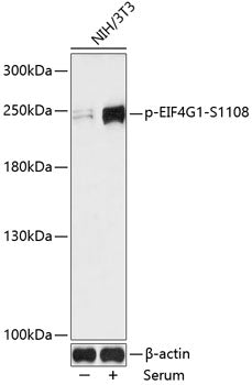 Phospho-EIF4G1-S1108 Rabbit pAb