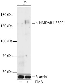 Phospho-NMDAR1-S890 Rabbit pAb