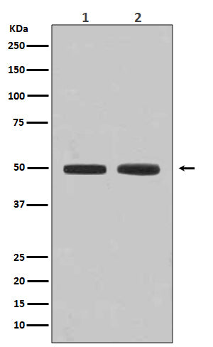 Flotillin 1 Rabbit Polyclonal Antibody