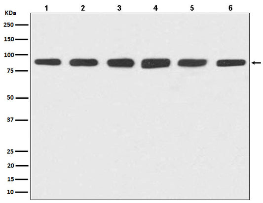 Hsp90 alpha/beta Rabbit Polyclonal Antibody