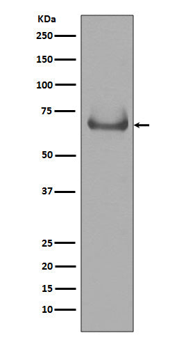 Lamin B Receptor Rabbit Polyclonal Antibody
