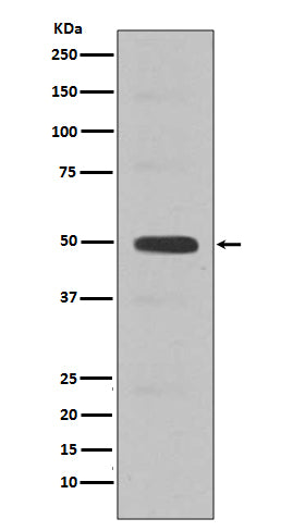 Cyclin E2 Rabbit Polyclonal Antibody