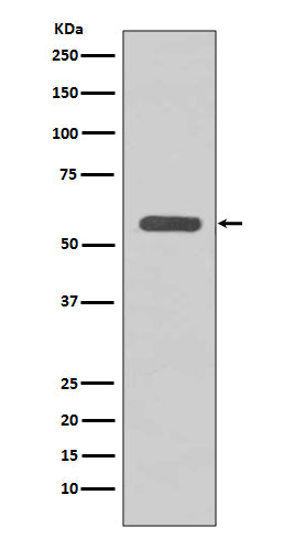 STK3 Rabbit Polyclonal Antibody