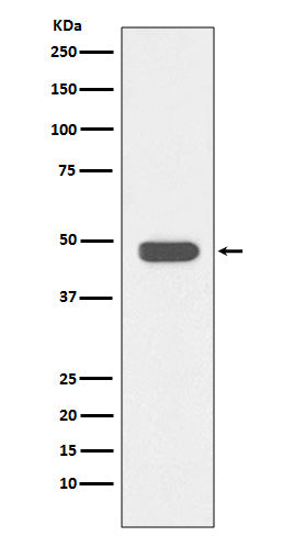 IKB beta Rabbit Polyclonal Antibody