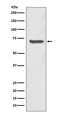 SHP2 Rabbit Polyclonal Antibody