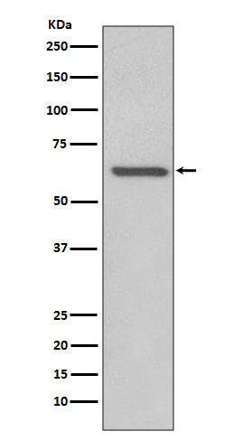Rel B Rabbit Polyclonal Antibody