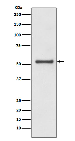 Cyclin A1/A2 Rabbit Polyclonal Antibody