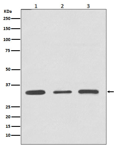 ATF5 Rabbit Polyclonal Antibody