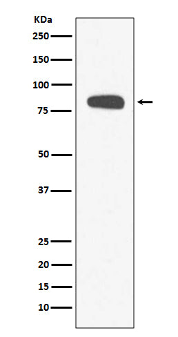 Stromal Interaction Molecule 1 Rabbit Polyclonal Antibody