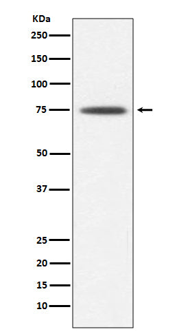 Hsp75 Rabbit Polyclonal Antibody