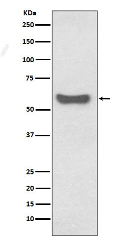 Human IgA Rabbit Polyclonal Antibody