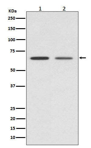 GAD67 Rabbit Polyclonal Antibody