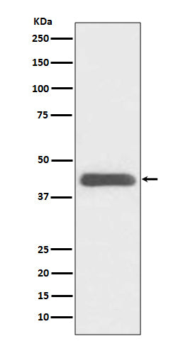 GATA1 Rabbit Polyclonal Antibody