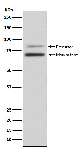 PCSK9 Rabbit Polyclonal Antibody