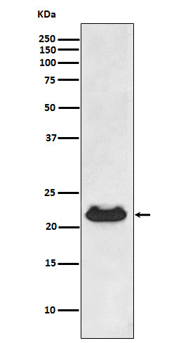 alpha B Crystallin Rabbit Polyclonal Antibody