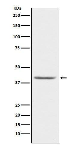 PON1 Rabbit Polyclonal Antibody