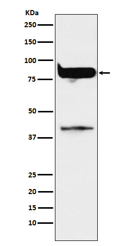 PKC eta Rabbit Polyclonal Antibody