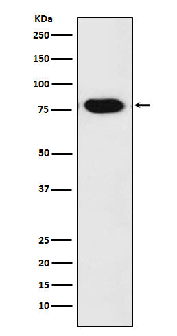 c-Rel Rabbit Polyclonal Antibody