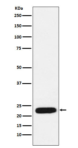 mtTFA Rabbit Polyclonal Antibody
