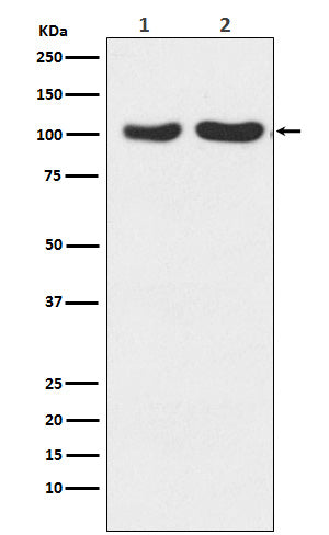 Glutamate Receptor 2/3 Rabbit Polyclonal Antibody