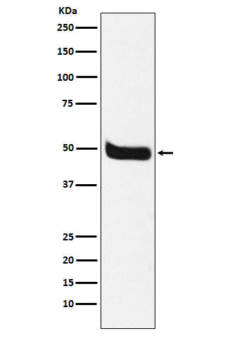 Neurokinin 1 Receptor Rabbit Polyclonal Antibody