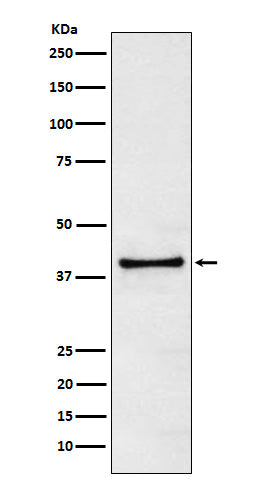 TRIB3 Rabbit Polyclonal Antibody