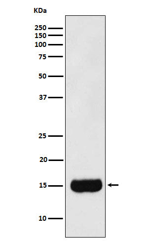 Prostate Secretory Protein Rabbit Polyclonal Antibody