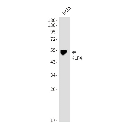 KLF4 Rabbit Polyclonal Antibody