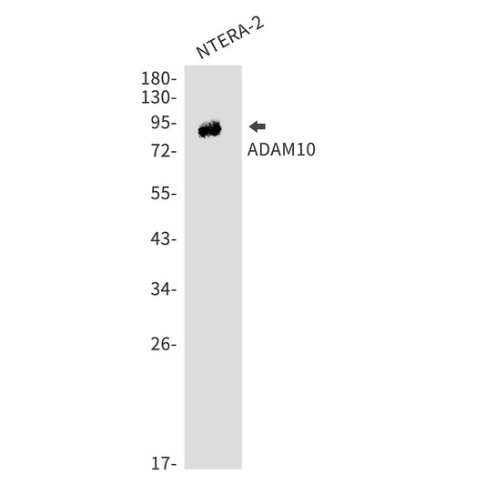 ADAM10 Rabbit Polyclonal Antibody