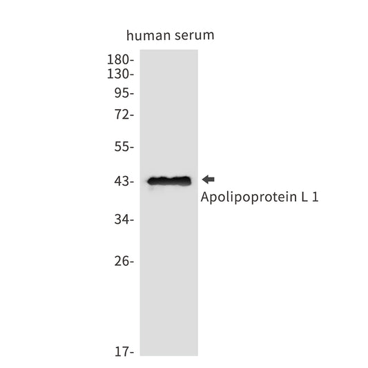 ApoL1 Rabbit Polyclonal Antibody
