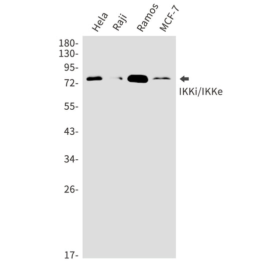 IKK epsilon Rabbit Polyclonal Antibody