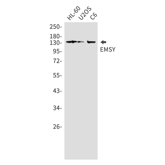 EMSY Rabbit Polyclonal Antibody