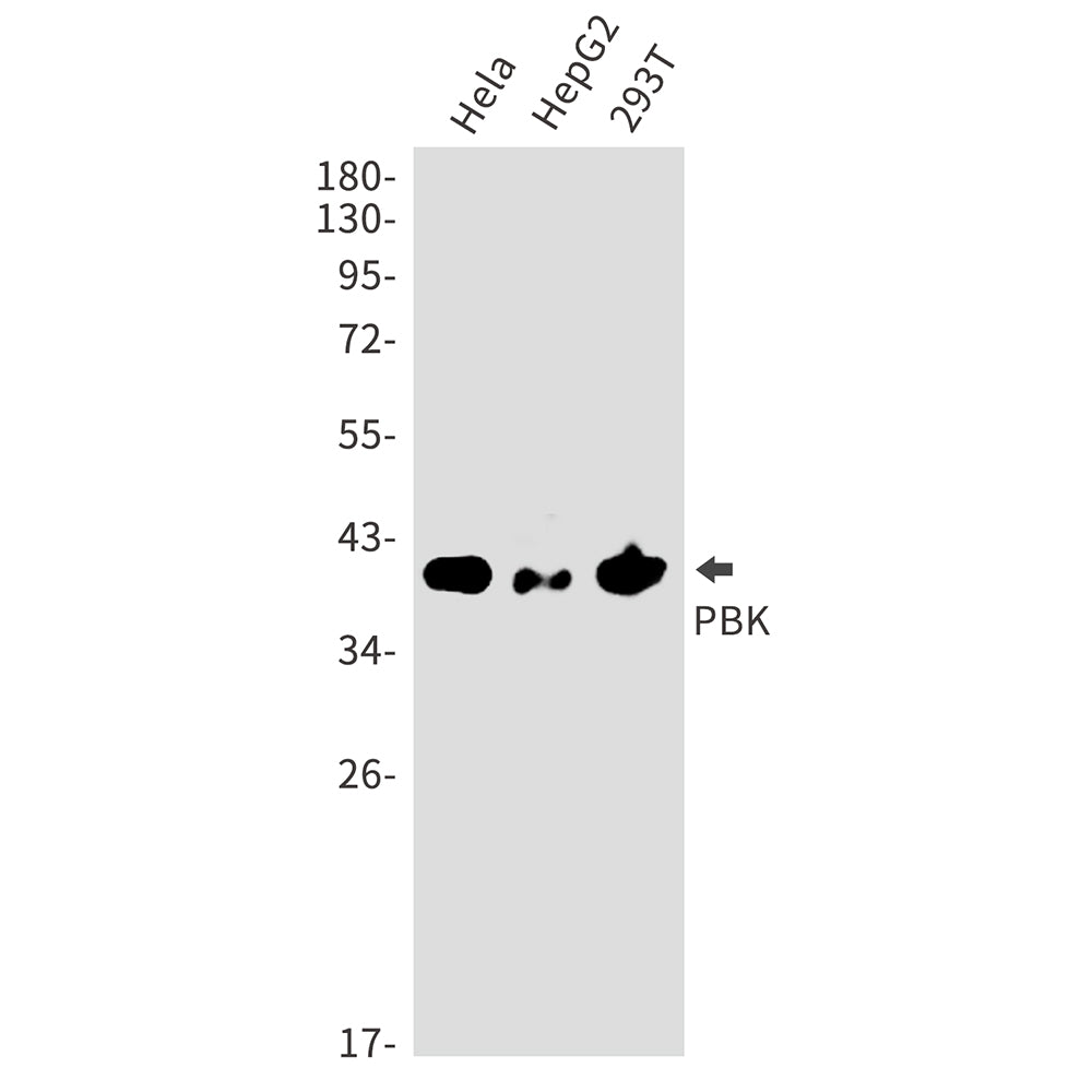 PBK Rabbit Polyclonal Antibody