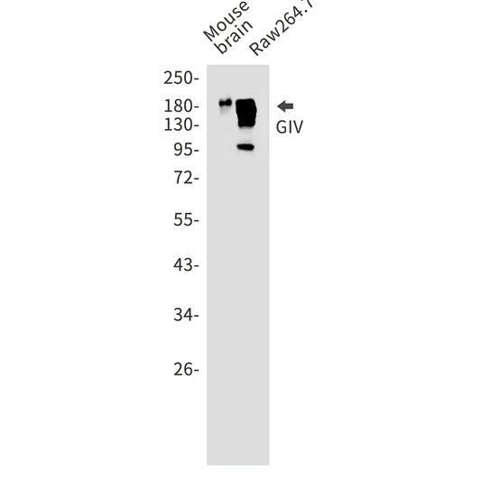 GIV Rabbit Polyclonal Antibody