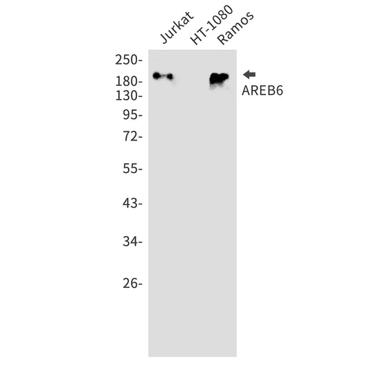ZEB1 Rabbit Polyclonal Antibody