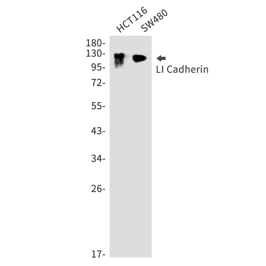 LI Cadherin Rabbit Polyclonal Antibody