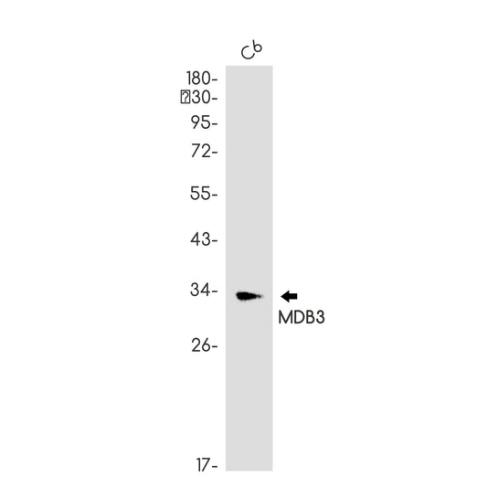 MDB3 Rabbit Polyclonal Antibody