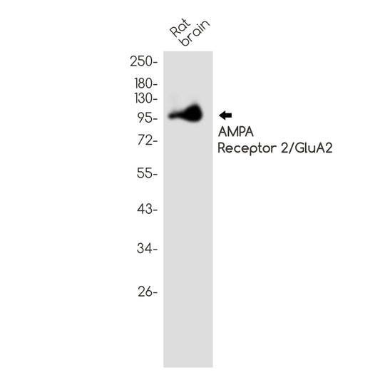 AMPA Receptor 2 Rabbit Polyclonal Antibody